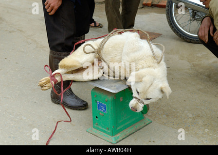 Hund auf einer Skala, gefesselt, Bac Ha, Ha Giang Provinz, Nord-Vietnam Stockfoto