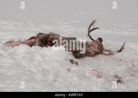 Maultierhirsch (Odocoileus Hemionus) Karkasse, getötet von Wolf Pack, Yukon Territorium, Kanada Stockfoto