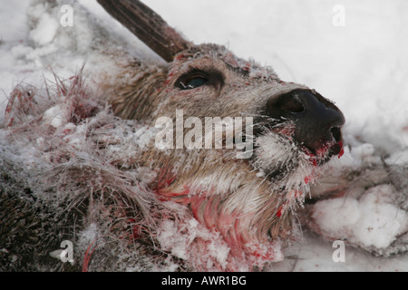 Maultierhirsch (Odocoileus Hemionus) Karkasse, getötet von Wolf Pack, Yukon Territorium, Kanada Stockfoto