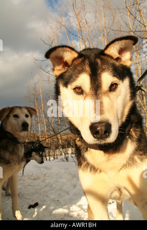 Sonnenbeschienenen Porträt von einem Schlittenhund, Yukon Territorium, Kanada Stockfoto