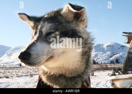 Porträt von Sled dog, Schlappohren, Yukon Territorium, Kanada Stockfoto