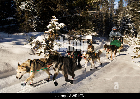 Schlittenhunde-Team mit Musher in Winter Forest, Yukon Territorium, Kanada Stockfoto