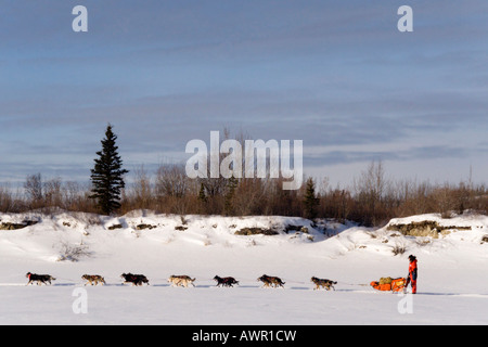 Musher mit seinem Team von der Yukon Quest Schlittenhunderennen Takhini River, Yukon Territorium, Kanada Stockfoto
