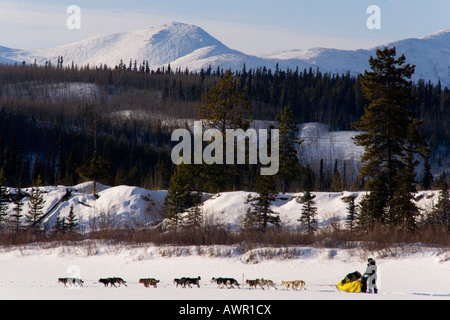 Musher mit seinem Team von der Yukon Quest Schlittenhunderennen Takhini River, Yukon Territorium, Kanada Stockfoto