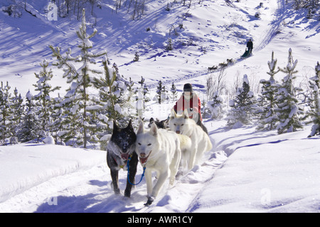 Schlittenhunde mit Musher hinauf auf einen Hügel, Yukon Territorium, Kanada Stockfoto