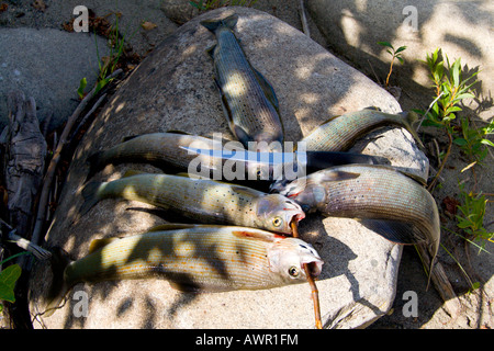 Arktische Äsche (Thymallus Arcticus), Yukon Territorium, Kanada Stockfoto