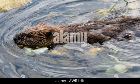 Schwimmen, kanadischen oder nordamerikanischen Biber (Castor Canadensis), Alaska, USA Stockfoto