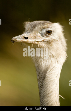 Rhea - Rhea americana Stockfoto