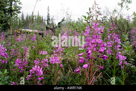 Weidenröschen oder Rosebay Weidenröschen (Epilobium Angustifolium) in Blüte, Yukon Territorium, Kanada Stockfoto