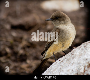 Olive-seitig Flycatcher (Contopus Cooperi), Chilkoot Trail, British Columbia, Kanada Stockfoto