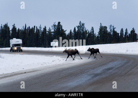 Elch oder Elch (Alces Alces) Kuh und Kalb über die Alaska Highway vor entgegenkommenden Verkehr, Yukon Territorium, Kanada Stockfoto