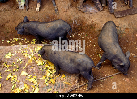 Potbelly Schweine füttern, Mien Dorf, Hill Tribe, Provinz Chiang Mai, Thailand, Südostasien, Asien Stockfoto