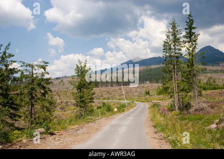 Hurrikanschäden auf der slowakischen Seite der hohen Tatra, fast die Hälfte der Bäume wurden zerstört durch einen Hurrikan auf dem 19. o Stockfoto