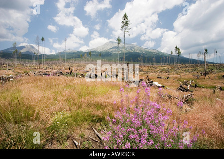 Hurrikanschäden auf der slowakischen Seite der hohen Tatra, fast die Hälfte der Bäume wurden zerstört durch einen Hurrikan auf dem 19. o Stockfoto