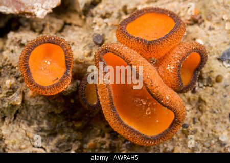 Melastiza Chateri Orange Cup wächst auf Lehm Boden Bourne Cambridgeshire gestört Stockfoto