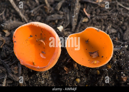 kleine Gruppe von Orangenschalen Pilz Aleuria Aurantia wachsen auf Kiefer Debis Lodge sandigen bedfordsire Stockfoto