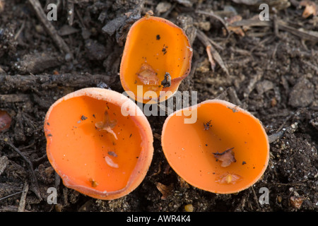 kleine Gruppe von Orangenschalen Pilz Aleuria Aurantia wachsen auf Kiefer Debis Lodge sandigen bedfordsire Stockfoto