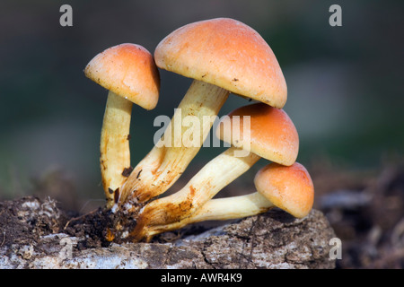 Sulphur Tuft Grünblättriger Fasciculare kleine Gruppe wächst auf alte Log Therfield Wald hertfordshire Stockfoto