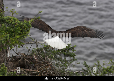 Weißkopfseeadler Haliaeetus Leucocephalus Erwachsene aus wegfliegen nisten auf der Suche nach Nahrung verlassen zwei Jugendliche auf Nest ruhen Stockfoto