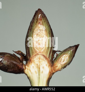 Querschnitt durch eine klebrige Knospe der Rosskastanie im Spätwinter zeigen Profil der Knospe geschnitten Stockfoto