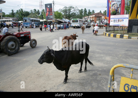 Kühe in den Straßen von Tangalle, Sri Lanka, Asien Stockfoto