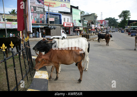 Kühe in den Straßen von Tangalle, Sri Lanka, Asien Stockfoto