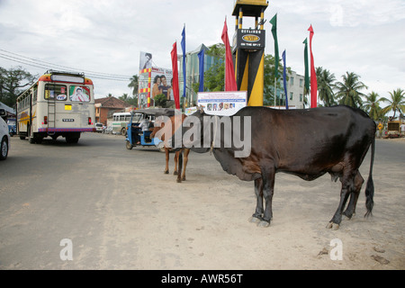 Kühe in den Straßen von Tangalle, Sri Lanka, Asien Stockfoto