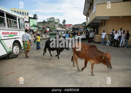 Kühe in den Straßen von Tangalle, Sri Lanka, Asien Stockfoto