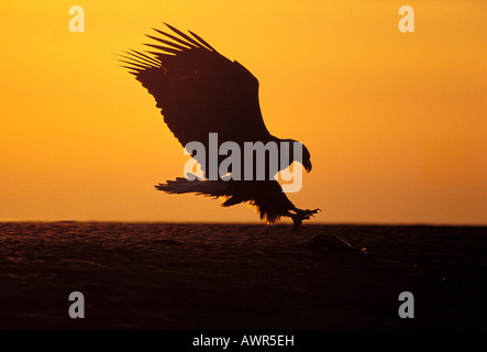 Weißkopf-Seeadler (Haliaeetus Leucocephalus) Landung vor einem Sonnenuntergang Alaska Stockfoto