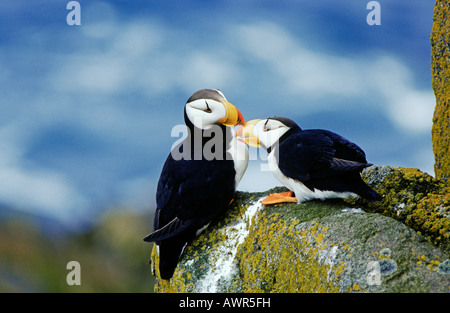 Papageitaucher (Fratercula Corniculata) Gruß einander Alaska Stockfoto