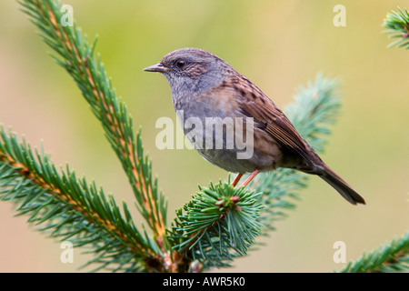 Heckenbraunelle Prunella Modularis gehockt Kiefer suchen alert Potton bedfordshire Stockfoto