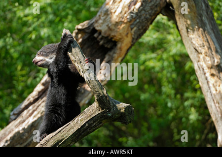 Young Spectacled Bear (Tremarctos Ornatus) klettern, Zoo Zürich, Schweiz Stockfoto