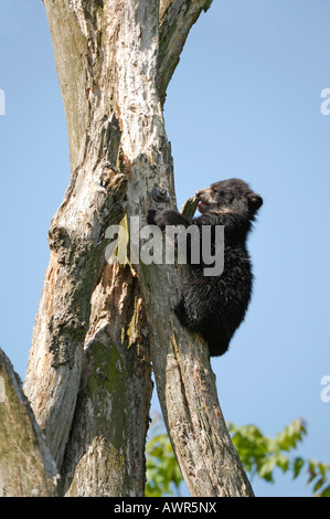 Spectacled oder Anden tragen (Tremarctos Ornatus) klettern ein Baum, Zoo Zürich, Zürich, Schweiz, Europa Stockfoto