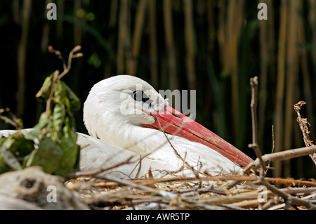 Weißstorch (Ciconia Ciconia) brütet auf Nest, Zoo Zürich, Zürich, Schweiz, Europa Stockfoto