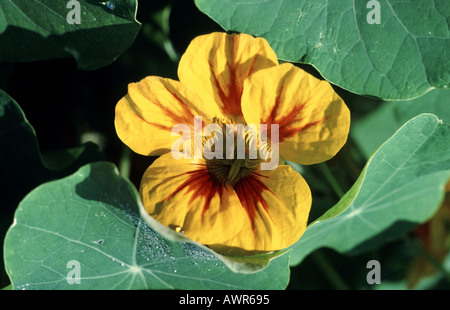 Eine gelbe Kapuzinerkresse Blume Tropaeolum Majus mit Blätter Stockfoto