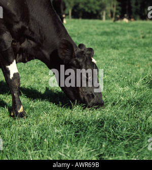 Friesen Kuh grasen auf saftigen grünen Weiden Nahaufnahme des Kopfes Stockfoto