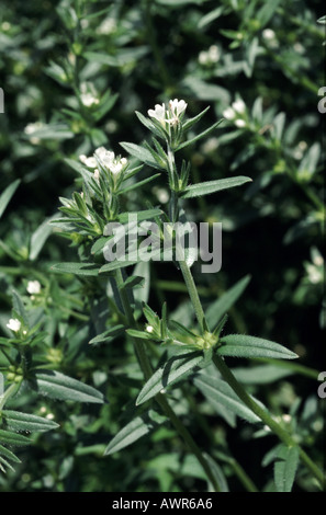 Blühende Pflanze Feld Gromwell Lithospermum arvense Stockfoto