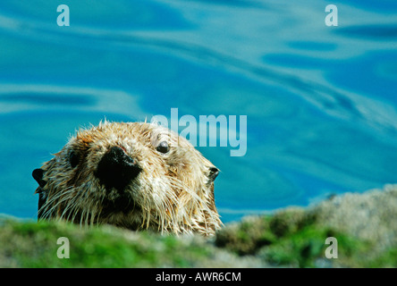 Neugierig Seeotter, Prince William Sound, Alaska, USA Stockfoto