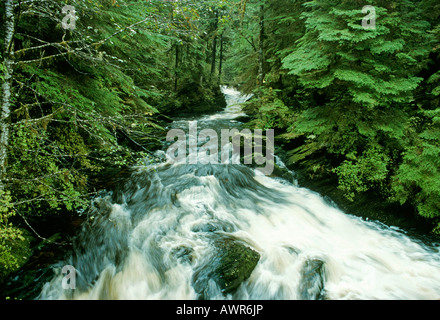 Eines der vielen kleinen Bächen, die durchfließen Tongass National Forest, südöstlichen Alaska, USA Stockfoto