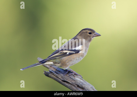 Weibliche Buchfink Fringilla Coelebs thront auf stumpf aussehende Warnung mit schönen diffusen Hintergrund Potton bedfordshire Stockfoto