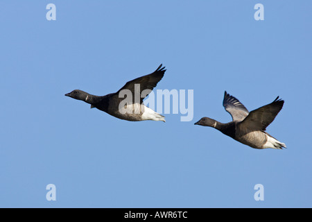 Brent Gänse Branta Bernicla im Flug gegen blauen Himmel Titchwell norfolk Stockfoto