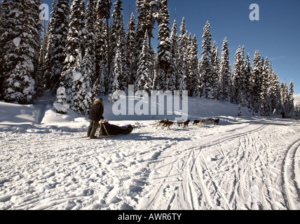 Hundeschlitten-Rennen in Alberta Stockfoto