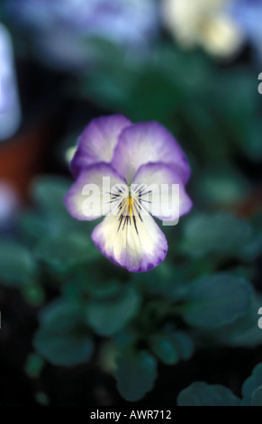 Stiefmütterchen - Viola Magnifico Stockfoto