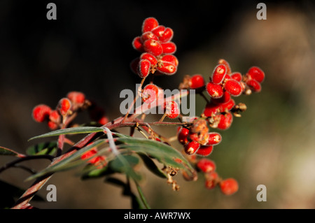 Wilde Beeren von duftenden Sumach (Rhus Aromatica) in West-Texas-Bergen. Big Bend Nationalpark, Texas, USA. Stockfoto