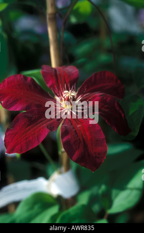 Clematis - Rouge Cardinal Stockfoto