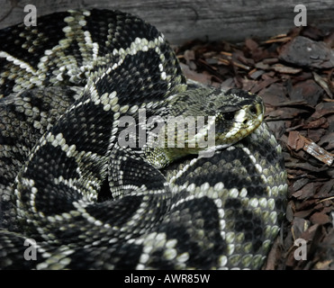 Großen östlichen Diamondback Klapperschlange in einer defensiven Spule. Stockfoto