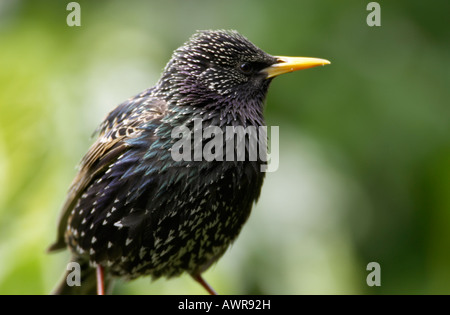 Gemeinsamen Starling Sturnus vulgaris Stockfoto