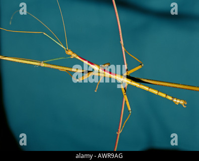 Porträt von einer riesigen Wanderstock Megaphasma dentricus Stockfoto