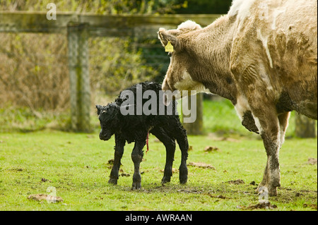 Kuh mit Kalb Jungen Geburt tierischen Rasse Zucht Mutter lecken Rinderhaltung Stockfoto