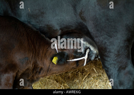 Aberdeen Angus Kalb mit weißen Halfter Säugling Trinkmilch bei seiner Mutter Stockfoto